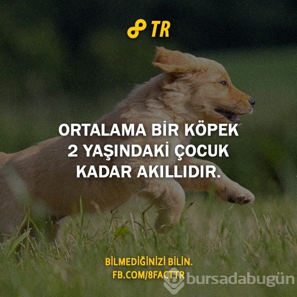 Az bilinen gerçekler