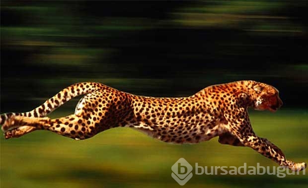 Dünyanın en hızlı kara hayvanları