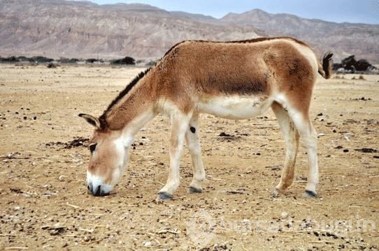 Dünyanın en hızlı kara hayvanları