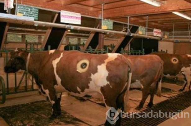 İneklerin karnını açtılar!