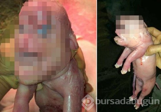 Görenler şoke oldu