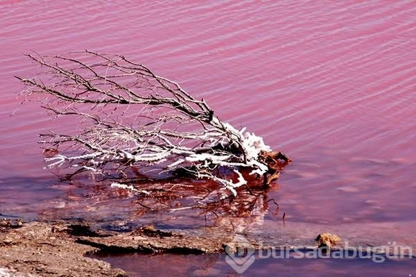 Pembe göl