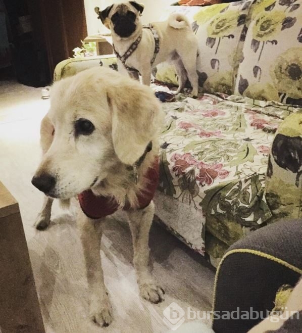 İnstagram'da ünlüler 11 Kasım 2015