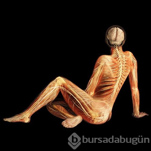 İnsan vücudunu böyle görmediniz