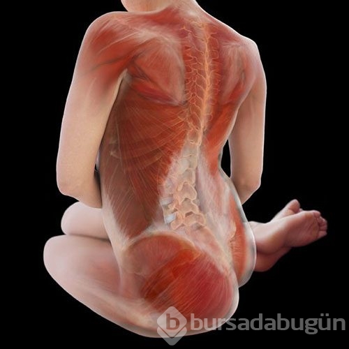 İnsan vücudunu böyle görmediniz