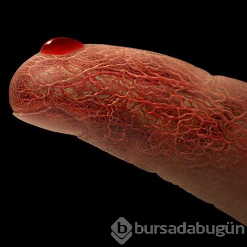 İnsan vücudunu böyle görmediniz