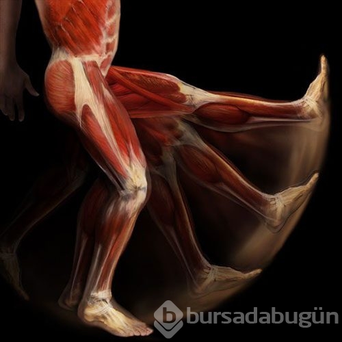İnsan vücudunu böyle görmediniz