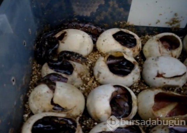 Zehirli hayvanlar nasıl doğurur ?