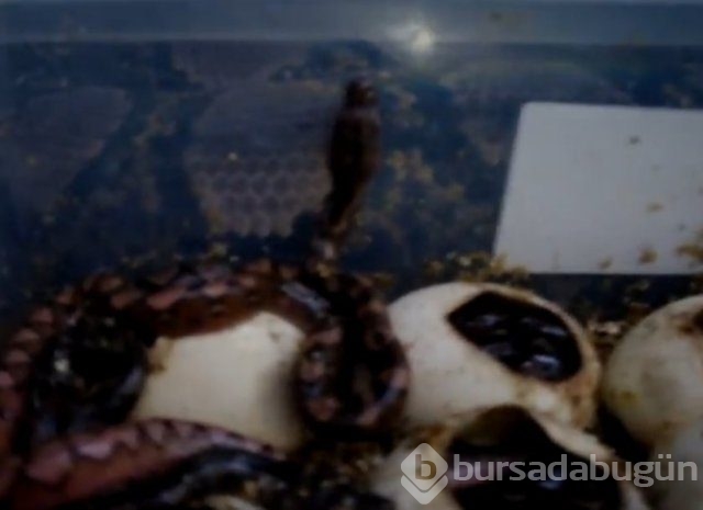 Zehirli hayvanlar nasıl doğurur ?