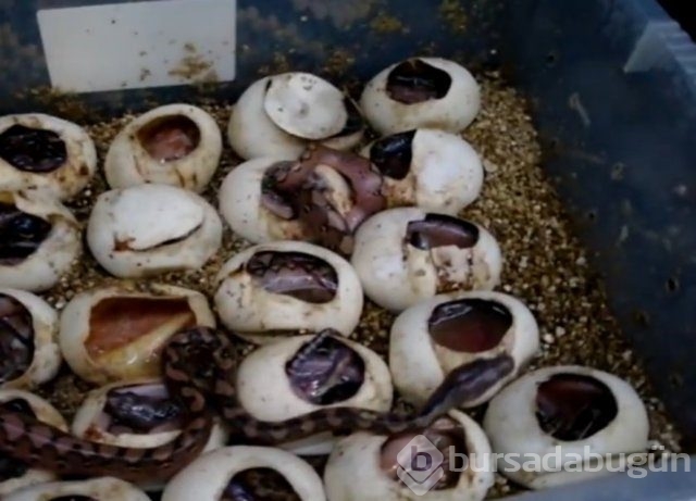 Zehirli hayvanlar nasıl doğurur ?