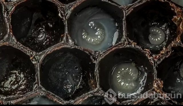 Zehirli hayvanlar nasıl doğurur ?