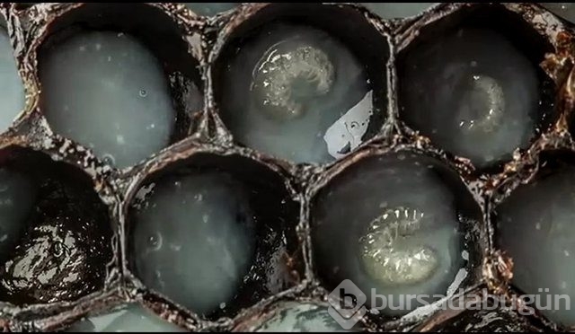 Zehirli hayvanlar nasıl doğurur ?