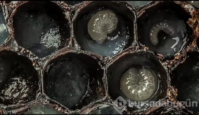 Zehirli hayvanlar nasıl doğurur ?