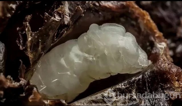 Zehirli hayvanlar nasıl doğurur ?
