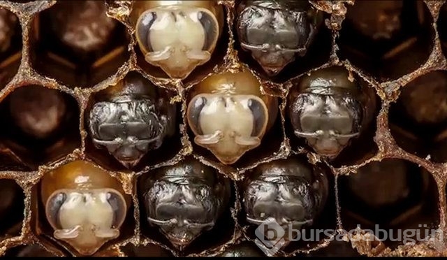 Zehirli hayvanlar nasıl doğurur ?