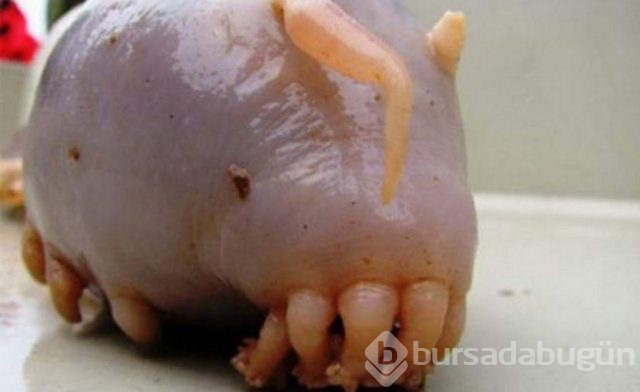 Böylesini görmediniz