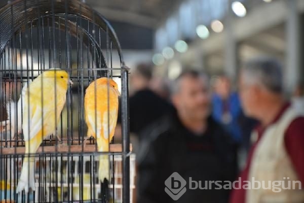 Bursa'da en güzel kuşlar seçiliyor
