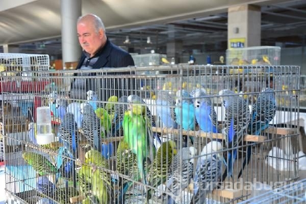 Bursa'da en güzel kuşlar seçiliyor
