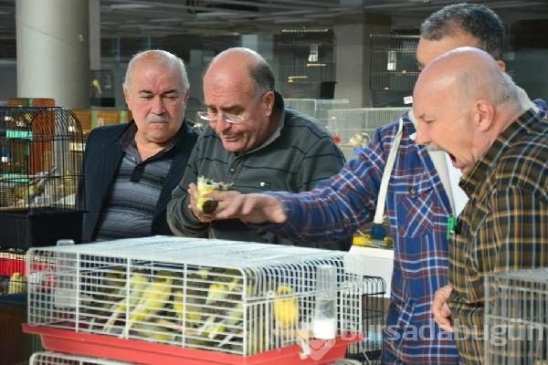 Bursa'da en güzel kuşlar seçiliyor
