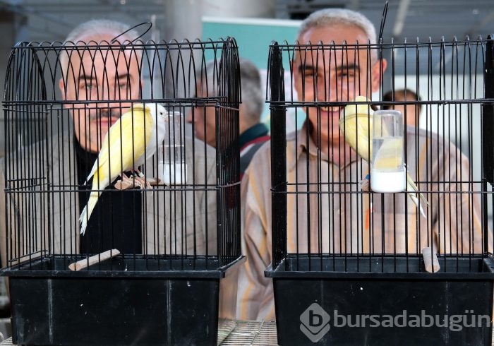 Bursa'da en güzel kuşlar seçiliyor
