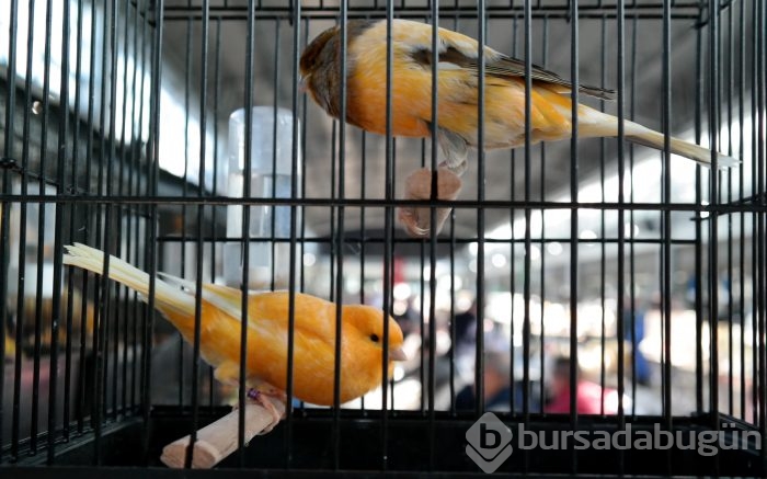 Bursa'da en güzel kuşlar seçiliyor
