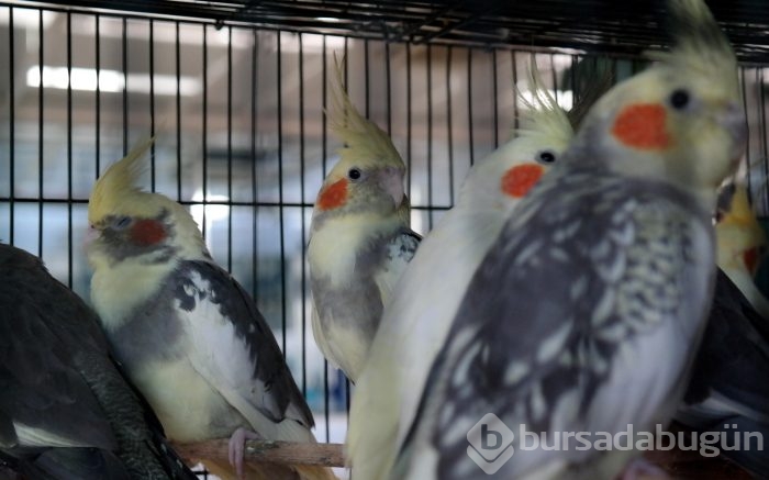 Bursa'da en güzel kuşlar seçiliyor
