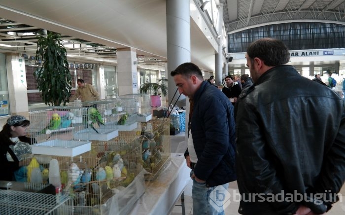 Bursa'da en güzel kuşlar seçiliyor
