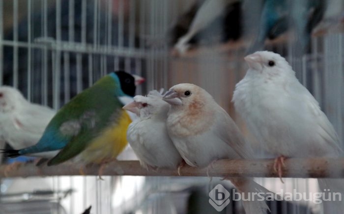 Bursa'da en güzel kuşlar seçiliyor

