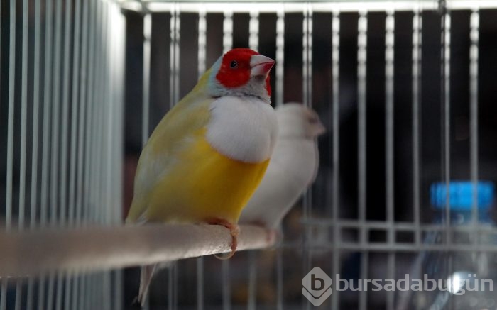 Bursa'da en güzel kuşlar seçiliyor
