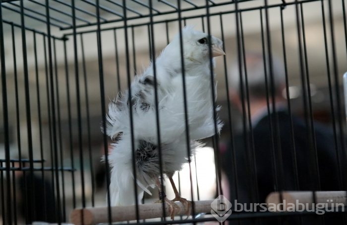 Bursa'da en güzel kuşlar seçiliyor
