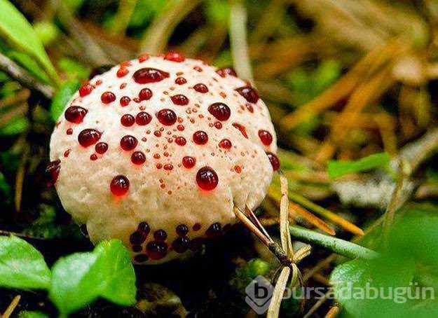 Zehirsiz mantarları seçmenin en kolay yolu