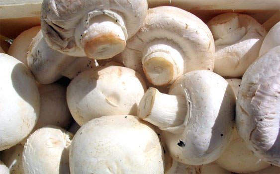 Zehirsiz mantarları seçmenin en kolay yolu