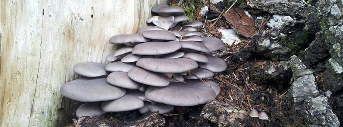 Zehirsiz mantarları seçmenin en kolay yolu