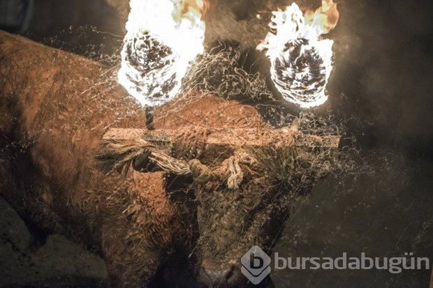 400 yıllık gelenek hayvanseverleri ayağa kaldırdı