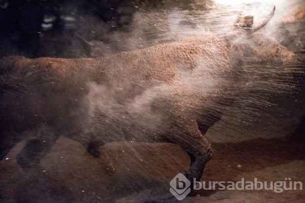 400 yıllık gelenek hayvanseverleri ayağa kaldırdı