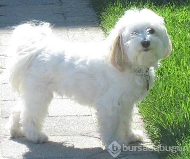 Apartmanda beslenebilen köpek cinsleri