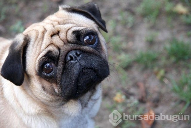 Apartmanda beslenebilen köpek cinsleri