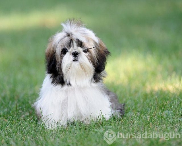 Apartmanda beslenebilen köpek cinsleri