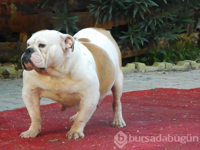 Apartmanda beslenebilen köpek cinsleri