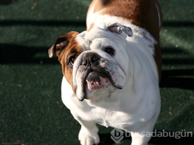 Apartmanda beslenebilen köpek cinsleri