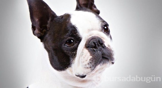 Apartmanda beslenebilen köpek cinsleri