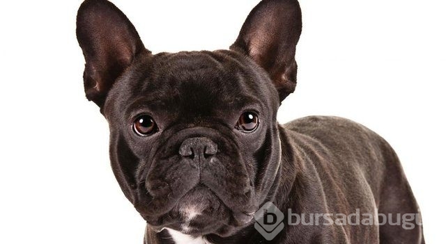 Apartmanda beslenebilen köpek cinsleri