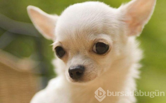 Apartmanda beslenebilen köpek cinsleri