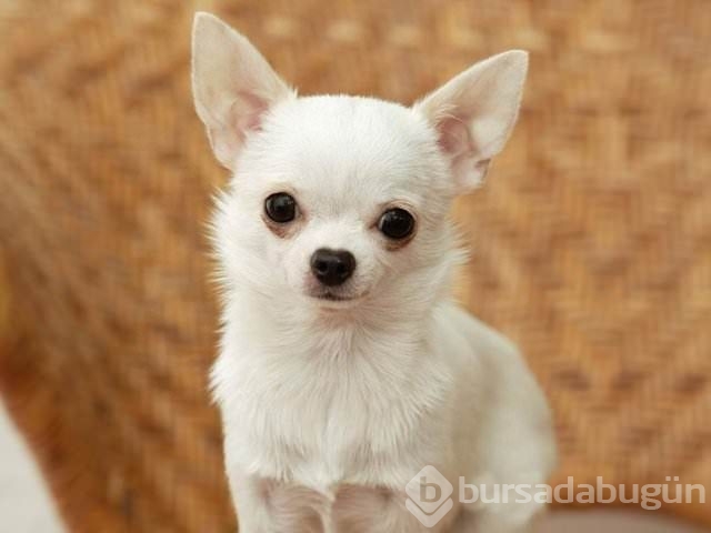 Apartmanda beslenebilen köpek cinsleri