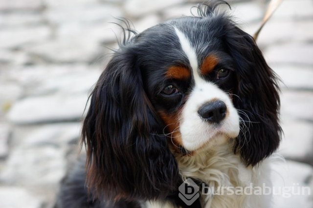 Apartmanda beslenebilen köpek cinsleri