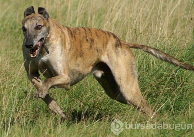 Apartmanda beslenebilen köpek cinsleri