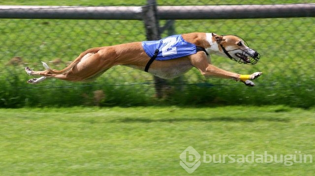 Apartmanda beslenebilen köpek cinsleri