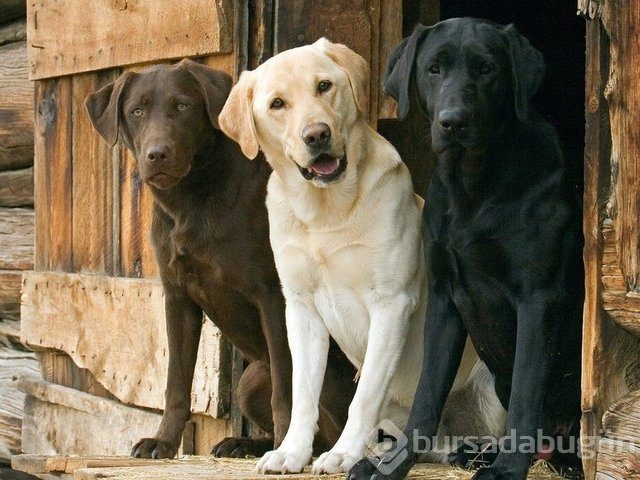 Apartmanda beslenebilen köpek cinsleri