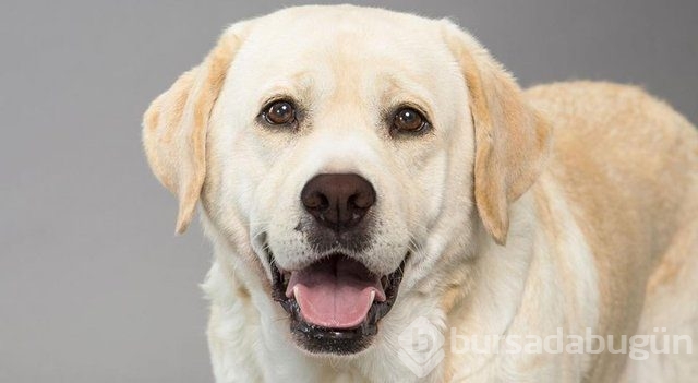 Apartmanda beslenebilen köpek cinsleri