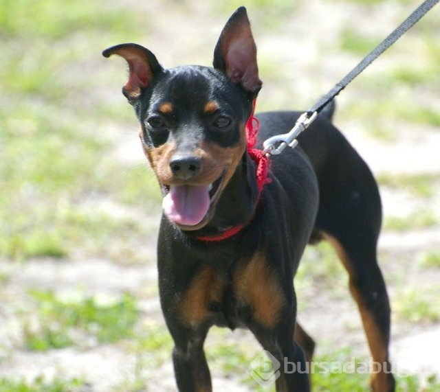 Apartmanda beslenebilen köpek cinsleri